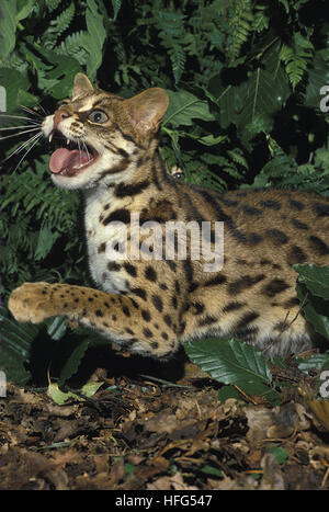 Leopard Cat,  prionailurus bengalensis, Adult Snarling Stock Photo