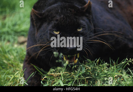BLACK PANTHER panthera pardus, ADULT WITH OPEN MOUTH Stock Photo