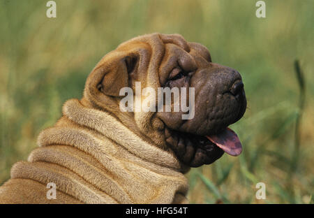 Shar Pei Dog,  Portrait of Pup Stock Photo