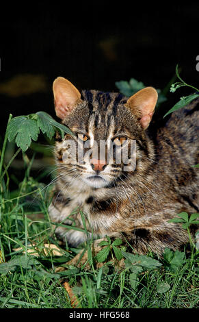 Amur Leopard Cat or Siberian Leopard Cat, prionailurus bengalensis euptilura Stock Photo