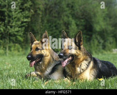 German Shepherd Dog, Adults laying on Grass Stock Photo