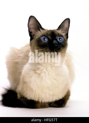 Balinese Domestic Cat,  Adult standing against White Background Stock Photo