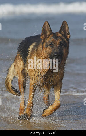 German Shepherd, Male standing on beach in Normandy Stock Photo