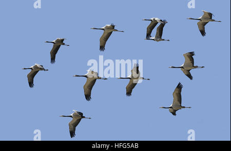 Demoiselle Crane, anthropoides virgo, Immatures in Flight Stock Photo