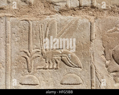 Relief showing bee in the Mortuary Temple of Seti I on West Bank of the Nile at Luxor, Egypt, North Africa Stock Photo