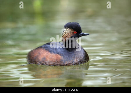 Black-necked Grebe, podiceps nigricollis, Adult Swimming on Pond, Pyrenees in the South West of France