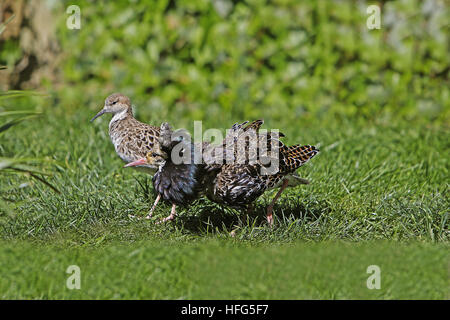 Ruff, philomachus pugnax,  Male displaying to Female, Pyrenees in the south of France Stock Photo