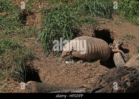 Yellow or Six-banded Armadillo, euphractus sexcinctus,  Adult standing at Den Entrance