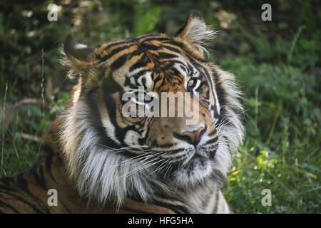 Sumatran Tiger, panthera tigris sumatrae, Portrait of Male Stock Photo