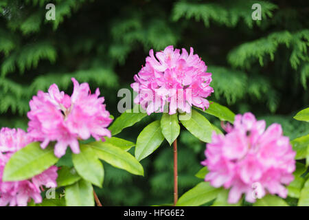 Pink rhododendron bush in flower in back garden in spring, UK Stock Photo