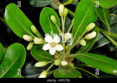 Japanese cheesewood (Pittosporum toriba). Turo del Putget park,Barcelona, Catalonia, Spain Stock Photo