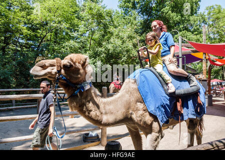 New York City,NY NYC,Bronx,Bronx Zoo,camel,animal,ride,riding,zookeeper,Hispanic Latin Latino ethnic immigrant immigrants minority,adult,adults,man me Stock Photo