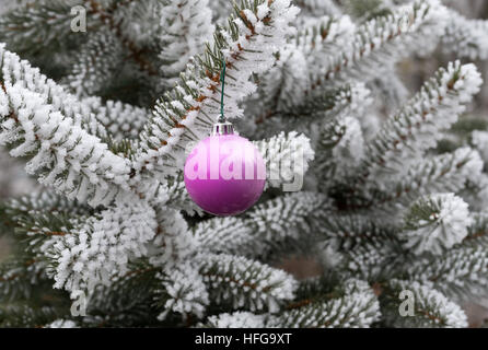 Frost covered pine tree branches and pink bauble Stock Photo