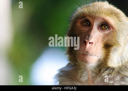 Darjeeling: Rhesus monkey (macaca mulatta), West Bengal, Westbengalen, India Stock Photo