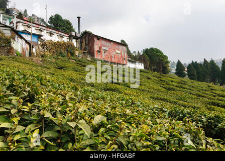 Darjeeling: Happy Valley - Tea Plantation, West Bengal, Westbengalen, India Stock Photo