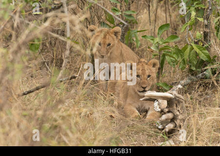 Two Lion cubs looking Stock Photo