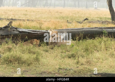 Maned lion shaking water off its head after getting drenched in heavy rain Stock Photo