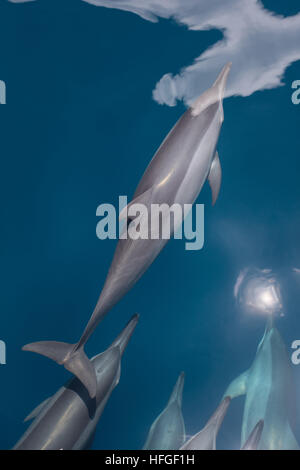 Spinner dolphins (Stenella longirostris) cruise in the tropical Pacific Ocean. These cetaceans are known for their acrobatics.