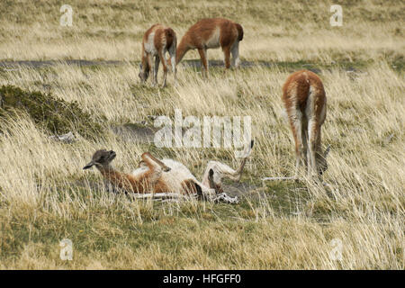 Guanaco rolling in dust while others graze nearby, Torres del Paine NP, Patagonia, Chile Stock Photo