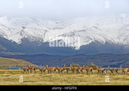 Guanacos in a meadow near Laguna Azul, Torres del Paine NP, Patagonia, Chile Stock Photo