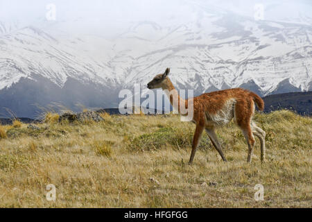 Guanaco in Torres del Paine NP, Patagonia, Chile Stock Photo