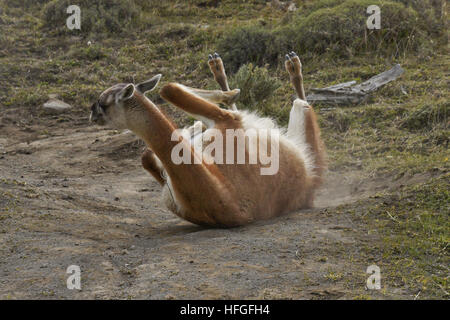 Guanaco rolling in dust, Torres del Paine NP, Patagonia, Chile Stock Photo