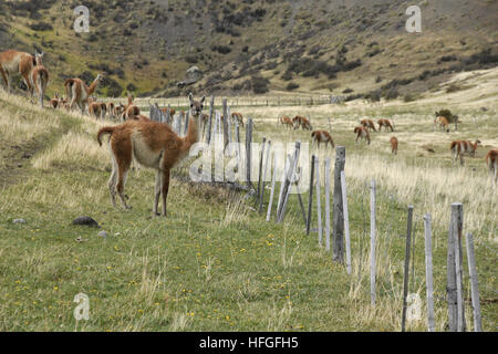 Guanacos grazing in Torres del Paine NP, Patagonia, Chile Stock Photo