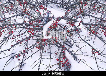 red rowan berries frozen by the snow - Christmas plants Stock Photo