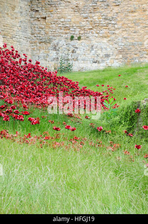 Part of the Poppy Wave Installation at Lincoln Castle.  Artist Paul cummins.  Designer Tom Piper. Stock Photo