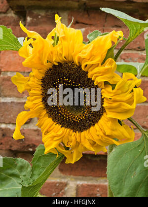 One, large, yellow sunflower in front of old red brick wall, England, UK. Stock Photo