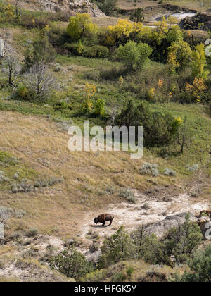 Bison far below, 14-Mile Scenic Drive, North Unit, Theodore Roosevelt National Park, North Dakota. Stock Photo