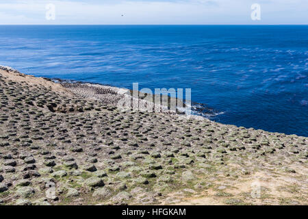 Imperial Shag colony on Carcass Island in the Falklands Stock Photo