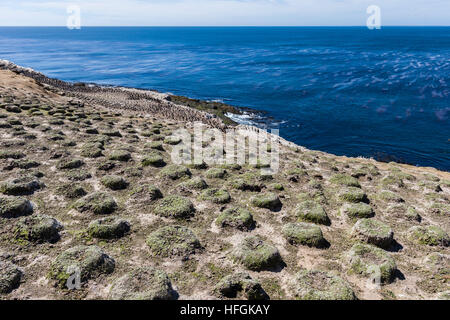 Imperial Shag colony on Carcass Island in the Falklands Stock Photo