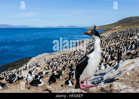 Imperial Shag colony on Carcass Island in the Falklands Stock Photo