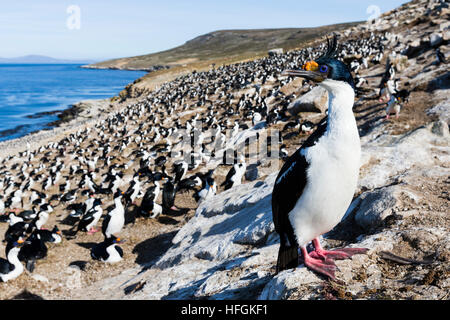 Imperial Shag colony on Carcass Island in the Falklands Stock Photo