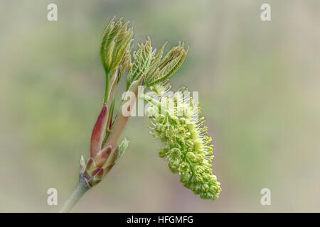Bigleaf Maple leaves and a flower raceme unfold in springtime, with a tiny fly on one of the flowers. Stock Photo