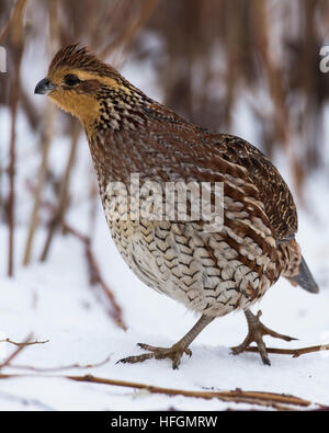 Female Bobwhite Quail Stock Photo