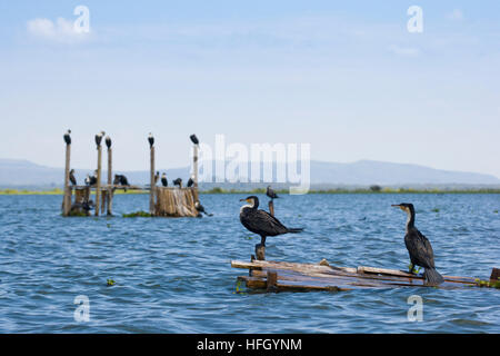 White Breasted Cormorant (phalacrocorax carbo lucidus) Lake Naivasha in the Great Rift Valley of Kenya, Africa Stock Photo