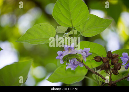 Blauglockenbaum, Chinesischer Blauglockenbaum, Kaiserbaum, Kaiser-Paulownie, Kiribaum, Paulownia tomentosa, Paulownia imperialis, princesstree, foxglo Stock Photo