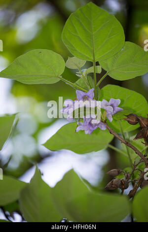 Blauglockenbaum, Chinesischer Blauglockenbaum, Kaiserbaum, Kaiser-Paulownie, Kiribaum, Paulownia tomentosa, Paulownia imperialis, princesstree, foxglo Stock Photo