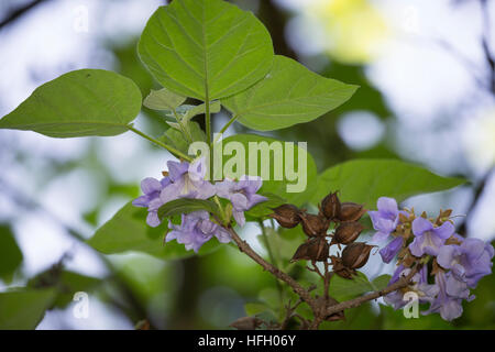 Blauglockenbaum, Chinesischer Blauglockenbaum, Kaiserbaum, Kaiser-Paulownie, Kiribaum, Paulownia tomentosa, Paulownia imperialis, princesstree, foxglo Stock Photo