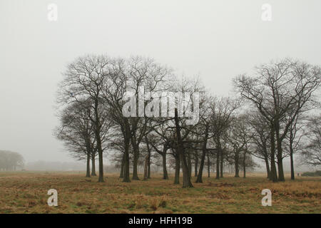 London, UK. 30th Dec, 2016. Trees on Wanstead Park seen through the morning fog on December 30, 2016. Freezing temperatures have created a cold, foggy and frosty start for much of England and Wales for a third day. Yellow warnings of severe weather have been issued by the MET office. Stock Photo