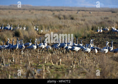 Bijie. 1st Jan, 2017. Bar-head gooses are seen at Caohai national nature reserve in southwest China's Guizhou Province, Jan. 1, 2017. © Yang Wenbin/Xinhua/Alamy Live News Stock Photo