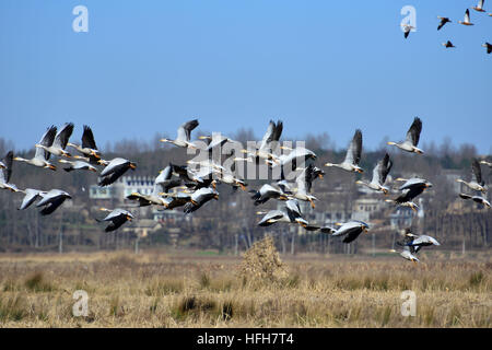 Bijie. 1st Jan, 2017. A flock of birds fly over Caohai national nature reserve in southwest China's Guizhou Province, Jan. 1, 2017. © Yang Wenbin/Xinhua/Alamy Live News Stock Photo