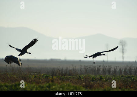 Bijie. 1st Jan, 2017. Black-necked cranes are seen at Caohai national nature reserve in southwest China's Guizhou Province, Jan. 1, 2017. © Yang Wenbin/Xinhua/Alamy Live News Stock Photo