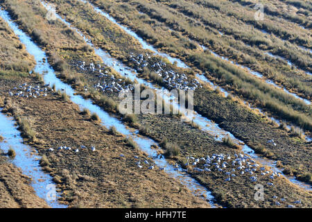 Bijie. 1st Jan, 2017. Bar-head gooses are seen at Caohai national nature reserve in southwest China's Guizhou Province, Jan. 1, 2017. © Yang Wenbin/Xinhua/Alamy Live News Stock Photo