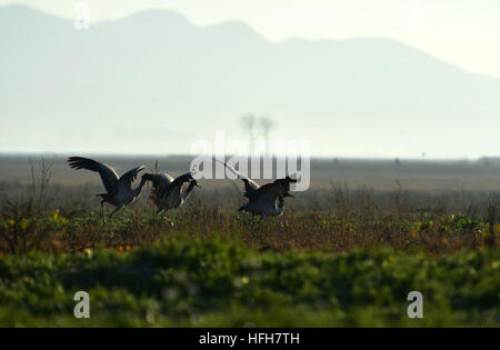 Bijie. 1st Jan, 2017. Black-necked cranes are seen at Caohai national nature reserve in southwest China's Guizhou Province, Jan. 1, 2017. © Yang Wenbin/Xinhua/Alamy Live News Stock Photo