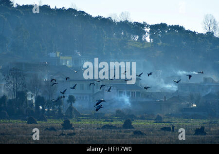 Bijie. 1st Jan, 2017. A flock of birds fly over Caohai national nature reserve in southwest China's Guizhou Province, Jan. 1, 2017. © Yang Wenbin/Xinhua/Alamy Live News Stock Photo