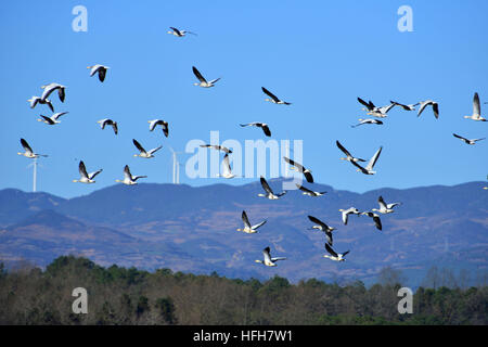 Bijie. 1st Jan, 2017. A flock of birds fly over Caohai national nature reserve in southwest China's Guizhou Province, Jan. 1, 2017. © Yang Wenbin/Xinhua/Alamy Live News Stock Photo