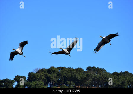 Bijie. 1st Jan, 2017. Black-necked cranes fly over Caohai national nature reserve in southwest China's Guizhou Province, Jan. 1, 2017. © Yang Wenbin/Xinhua/Alamy Live News Stock Photo